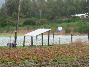 riego solar aislado chanco 2